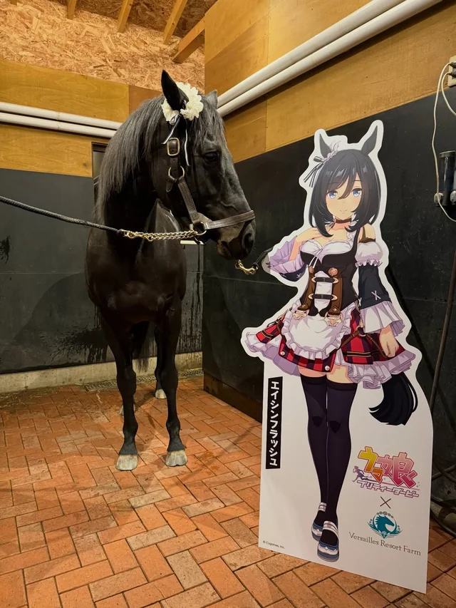 Eishin Flash gallery image
