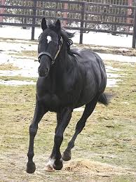 Fuji Kiseki thumbnail 3