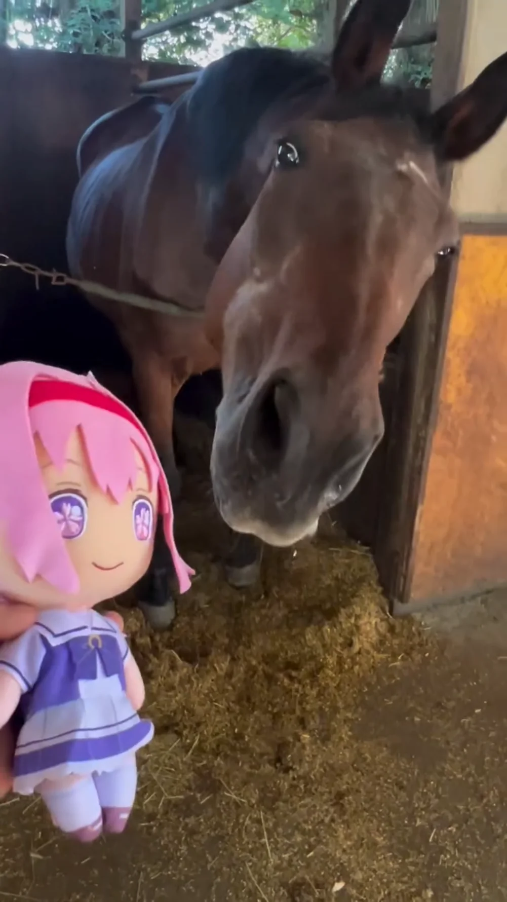 Haru Urara thumbnail 7