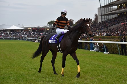 Kitasan Black thumbnail 4