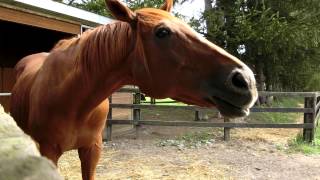 Mihono Bourbon thumbnail 3